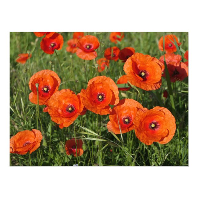 Klatschmohn Fotodruck (Vorne)