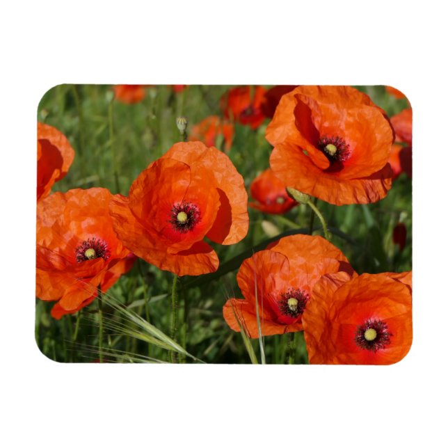 Klatschmohn  magnet (Horizontal)