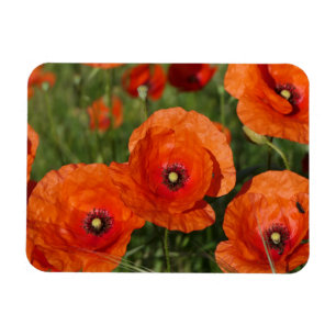 Klatschmohn magnet