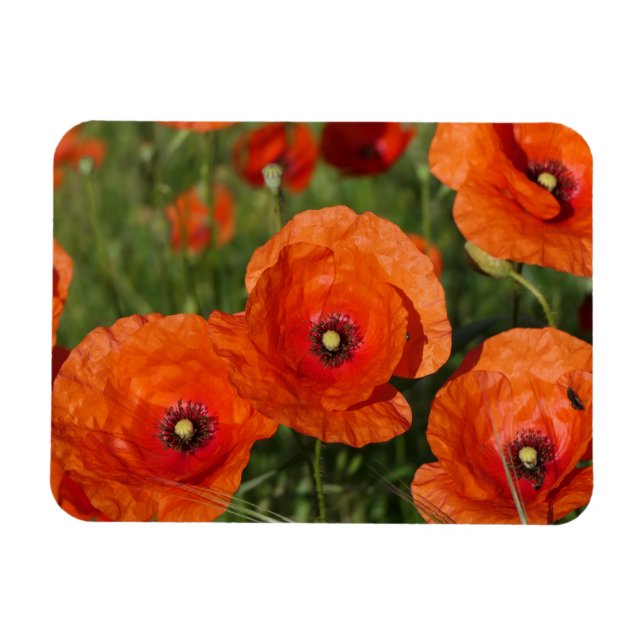 Klatschmohn  magnet (Horizontal)