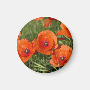 Klatschmohn Magnet