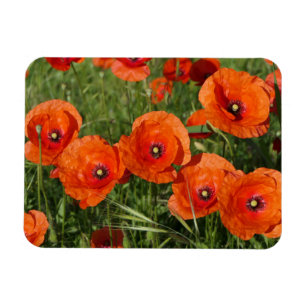 Klatschmohn magnet