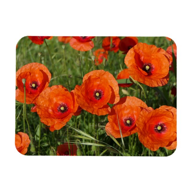 Klatschmohn  magnet (Horizontal)