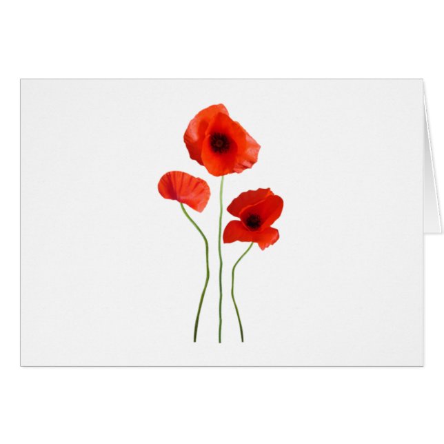 Klatschmohn - poppy (Vorderseite (Horizontal))