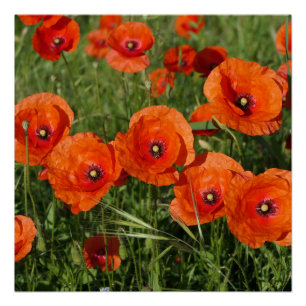Klatschmohn poster