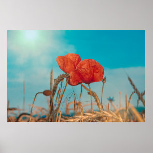 Klatschmohn - poster
