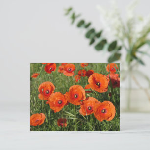 Klatschmohn postkarte