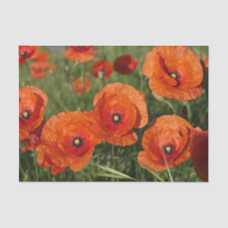 Klatschmohn Seidenpapier