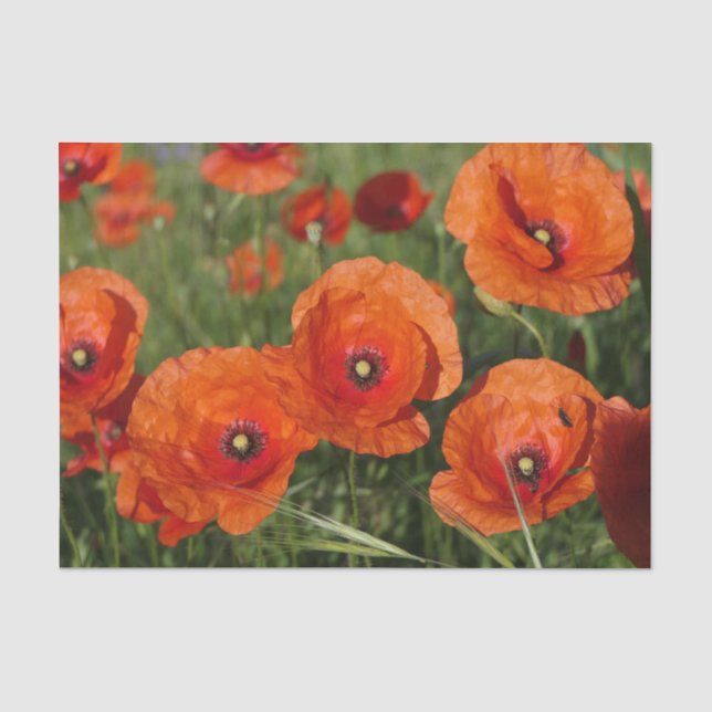 Klatschmohn Seidenpapier (Vorderseite)