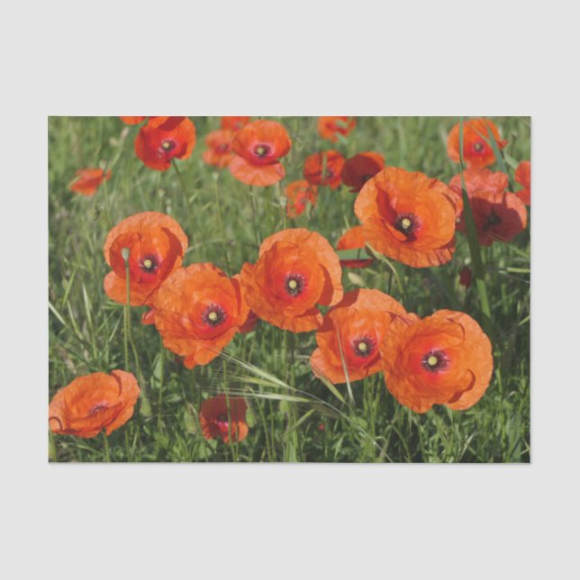 Klatschmohn Seidenpapier (Vorderseite)
