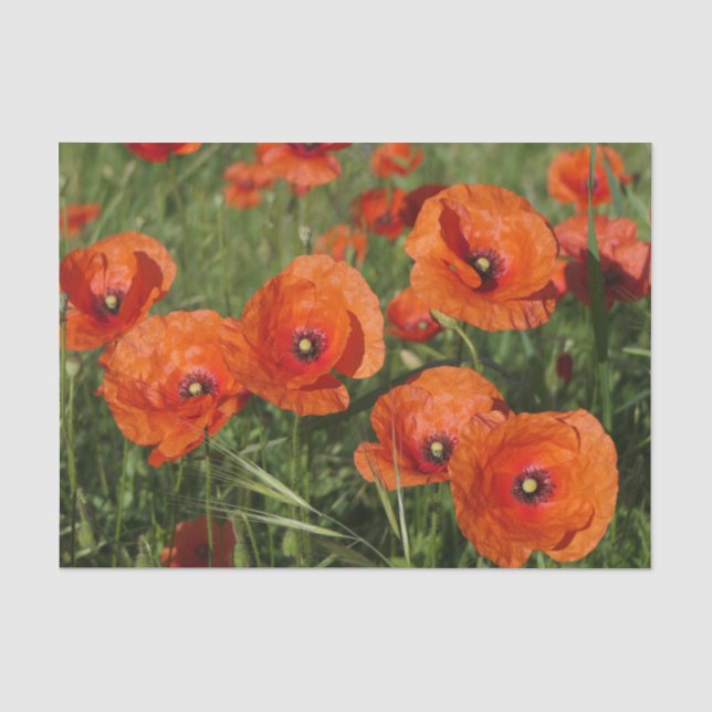 Klatschmohn Seidenpapier (Vorderseite)