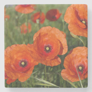 Klatschmohn steinuntersetzer