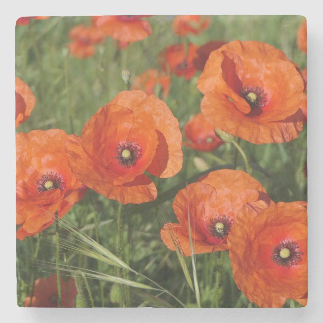 Klatschmohn  steinuntersetzer (Vorderseite)