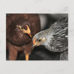 Klatschzeit Postkarte