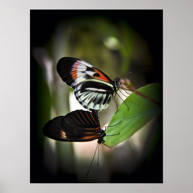 Klaviertastenpaarung Poster (Vorne)