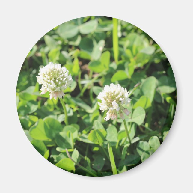 Kleben und Blume Magnet (Vorne)