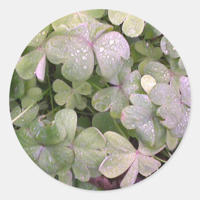 Klee im Regen Runder Aufkleber (Vorderseite)
