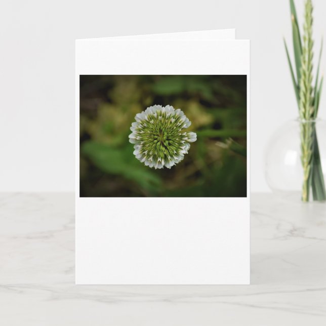 Klee, Karte (Vorderseite)