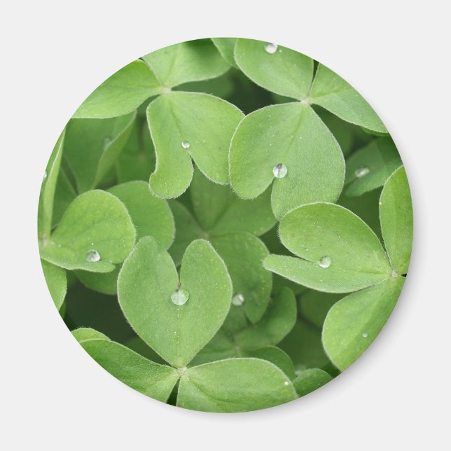 Kleeblatt Clover Blätter Magnet (Vorne)