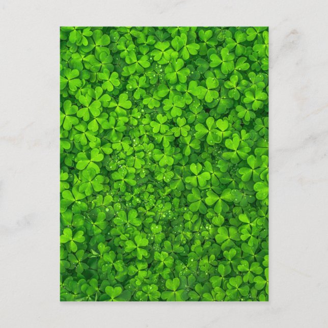 Kleeblatt Clovers Green Irish Symbol Irland Postkarte (Vorderseite)