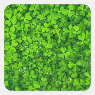 Kleeblatt Clovers Green Irish Symbol Irland Quadratischer Aufkleber