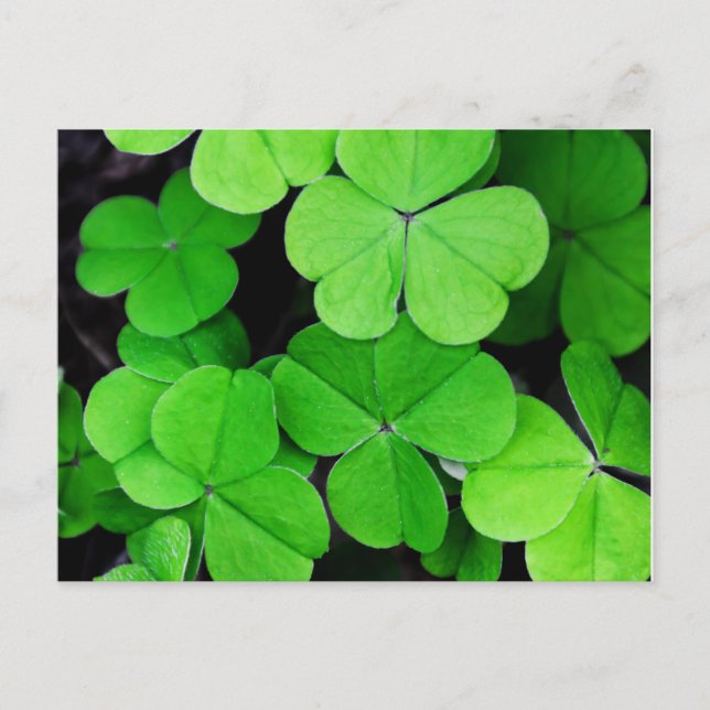 Kleeblatt St Patricks Day Postkarte (Vorderseite)