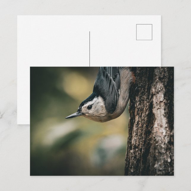 Kleiber Postkarte (Vorne/Hinten)
