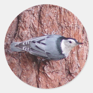 Kleiber-Vogel-Aufkleber Runder Aufkleber
