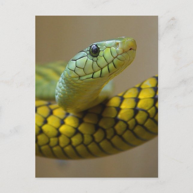 Klein schlank postkarte (Vorderseite)