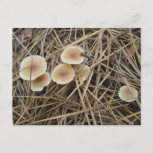 Kleine 2-farbige Polster-OBX-Postkarte Postkarte