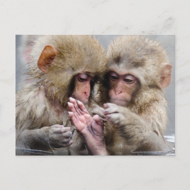 Kleine Affen | Heiße Quellen, Japan Postkarte (Vorderseite)