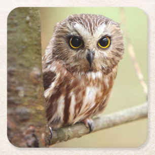 Kleine Baby-Eule Ontarios Rechteckiger Pappuntersetzer