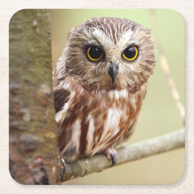 Kleine Baby-Eule | Ontarios Rechteckiger Pappuntersetzer (Vorderseite)
