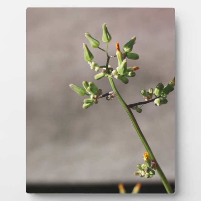 Kleine Blume Fotoplatte (Vorderseite)