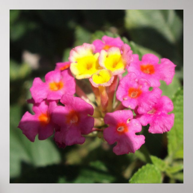 Kleine Blume Poster (Vorne)