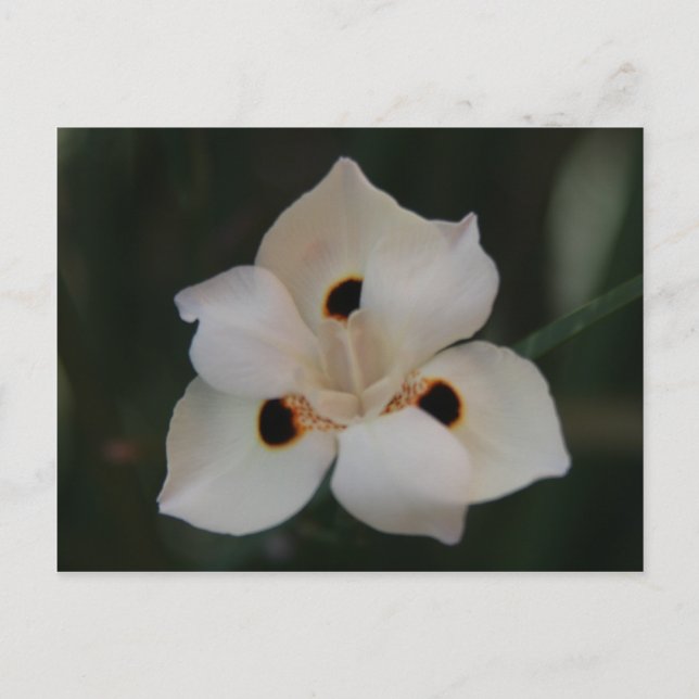 kleine Blume Postkarte (Vorderseite)