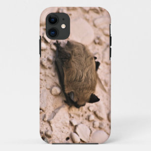 Kleine Braune Fledermaus iPhone 11 Hülle