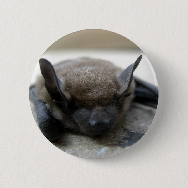 Kleine braune Fledermaus (Myotis lucifugus) Button (Vorderseite)