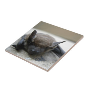 Kleine braune Fledermaus (Myotis lucifugus) Fliese