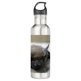 Kleine braune Fledermaus (Myotis lucifugus) Trinkflasche