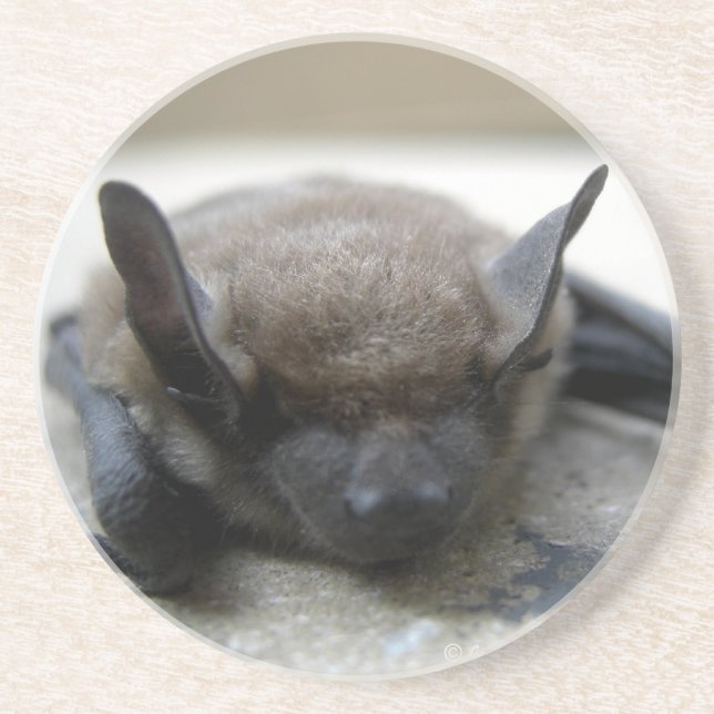 Kleine braune Fledermaus (Myotis lucifugus) Untersetzer (Vorne)