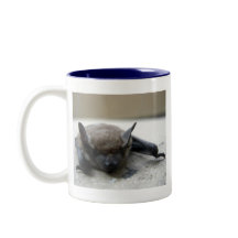 Kleine braune Fledermaus (Myotis lucifugus)