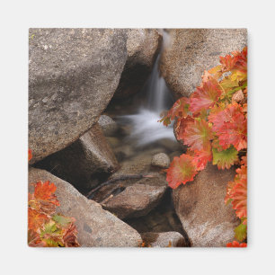 Kleine Bucht im Herbst, Kalifornien Magnet