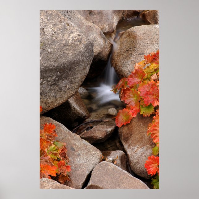 Kleine Bucht im Herbst, Kalifornien Poster (Vorne)