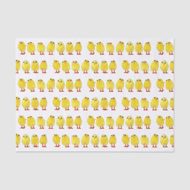 Kleine Chicks Seidenpapier (Vorderseite)