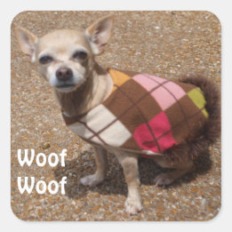 Kleine Chihuahua sagen Schuss-Schuss Quadratischer Aufkleber