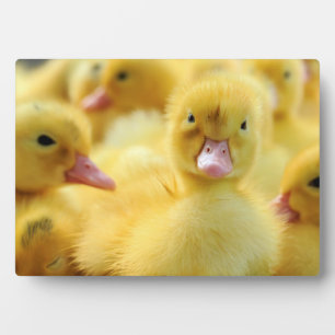 Kleine Enten Fotoplatte