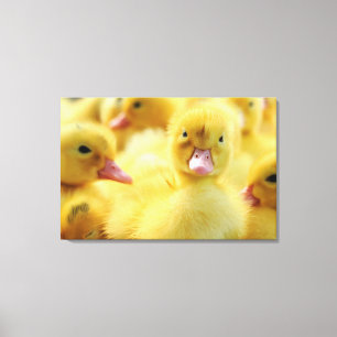 Kleine Enten Leinwanddruck