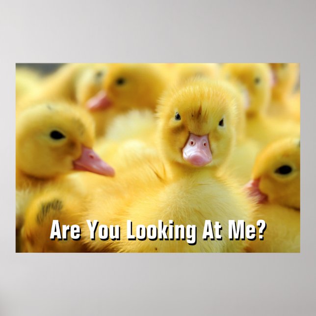 Kleine Enten Poster (Vorne)