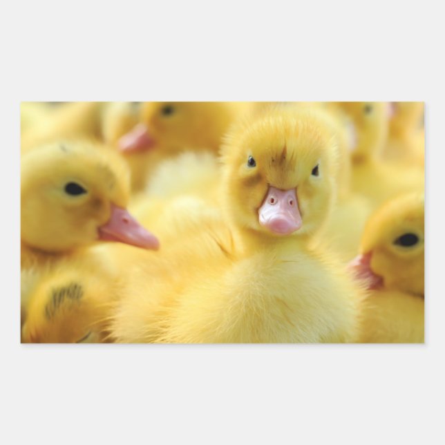 Kleine Enten Rechteckiger Aufkleber (Vorderseite)